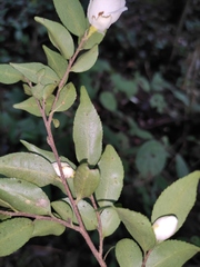 Camellia cuspidata