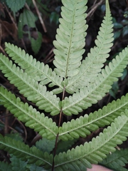 Pteris oshimensis
