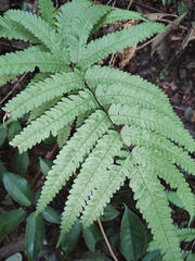 Pteris oshimensis