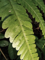 Pteris oshimensis