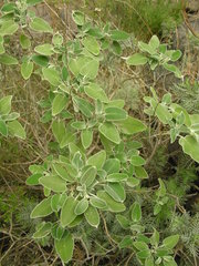 Sideritis brevicaulis