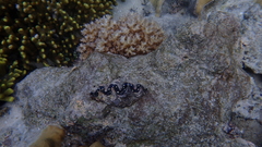 Tridacninae
