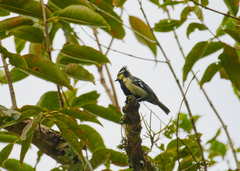 Machlolophus aplonotus