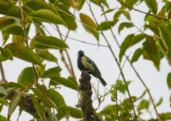 Machlolophus aplonotus