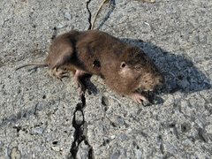 Heterogeomys hispidus