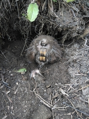 Heterogeomys hispidus