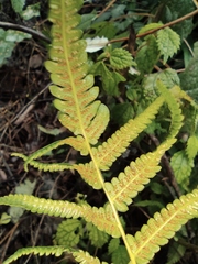 Christella acuminata