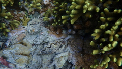 Tridacninae