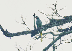 Psittacula columboides