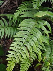 Microlepia marginata