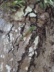 Lamprolepis smaragdina