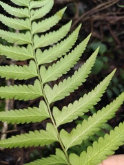 Microlepia marginata