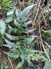 Anisocampium sheareri