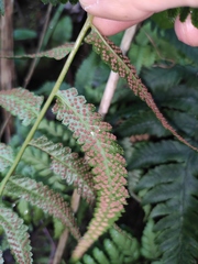 Anisocampium sheareri