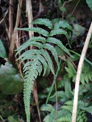 Anisocampium sheareri