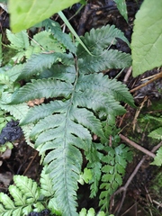 Anisocampium sheareri