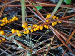 Myxomycetes