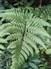 Dryopteris sparsa