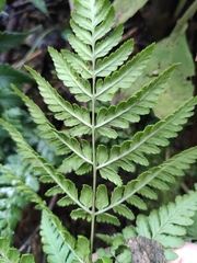Dryopteris sparsa