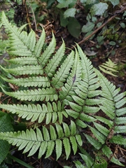 Diplazium conterminum