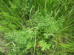 Artemisia laciniata