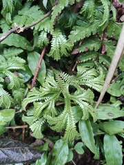 Selaginella doederleinii