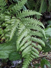 Diplazium conterminum