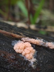 Myxomycetes