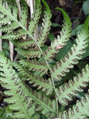 Diplazium conterminum