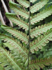 Diplazium conterminum