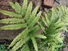 Pteris fauriei