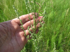 Artemisia laciniata