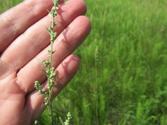 Artemisia laciniata