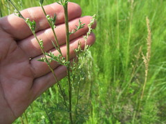 Artemisia laciniata