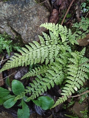 Microlepia pseudostrigosa