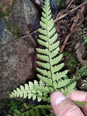 Microlepia pseudostrigosa