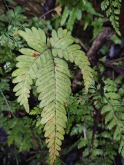 Pteris fauriei