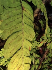 Pteris fauriei
