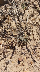 Helichrysum asperum asperum