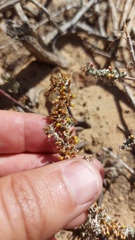 Helichrysum asperum asperum
