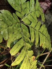 Pteris fauriei