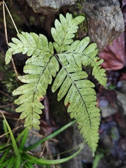 Pteris fauriei