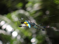Leucauge sarawakensis