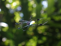 Leucauge sarawakensis