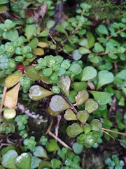 Sedum emarginatum