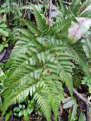 Dryopteris varia