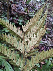 Dryopteris varia