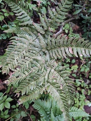 Dryopteris bissetiana