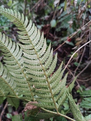 Dryopteris bissetiana