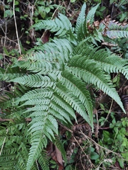 Dryopteris bissetiana